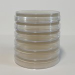 51ZXXJzVyML._SL1024_